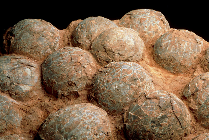 Resultado de imagen de huevos fosiles fosilizacion